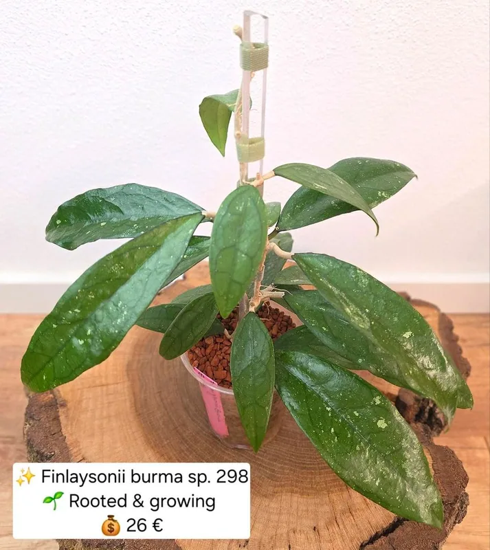 Hoya finlaysonii Burma sp. 298 – Mutterpflanze