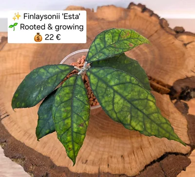 Hoya finlaysonii Esta
