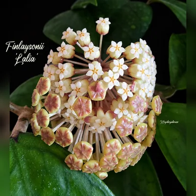 Hoya finlaysonii Lalia