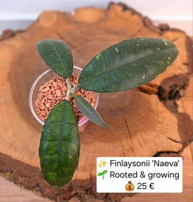 Hoya finlaysonii 'Naeva'
