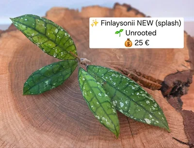 Hoya finlaysonii NEW Splash