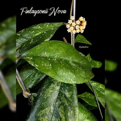 Hoya finlaysonii Nova