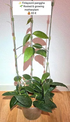 Hoya finlaysonii 'Panggha'