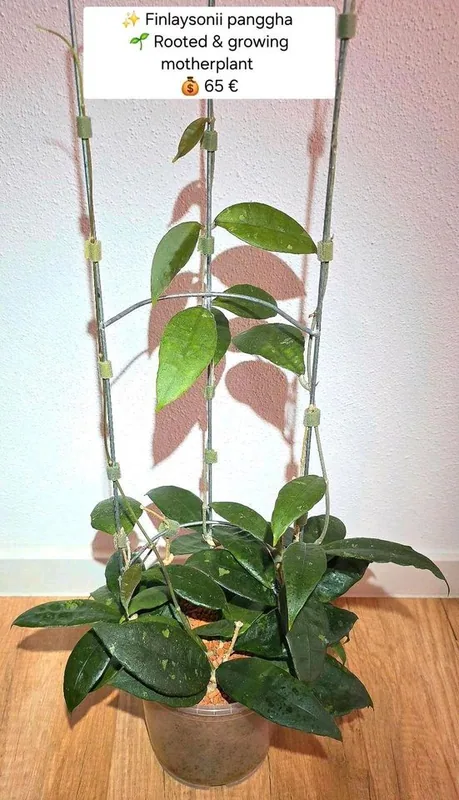 Hoya finlaysonii 'Panggha' – Mutterpflanze