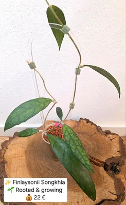 Hoya finlaysonii Songkhla