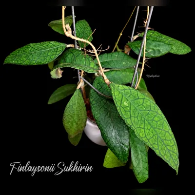 Hoya finlaysonii Sukhirin / Sukirin