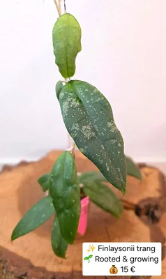 Hoya finlaysonii 'Trang'