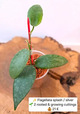 Hoya flagellata Splash / Silver