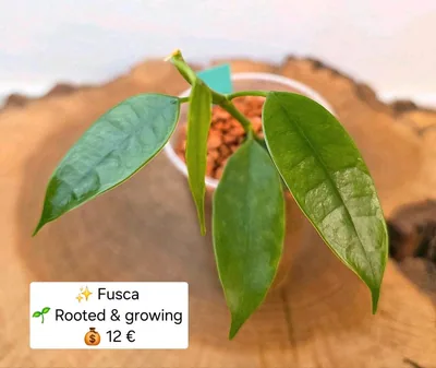 Hoya fusca