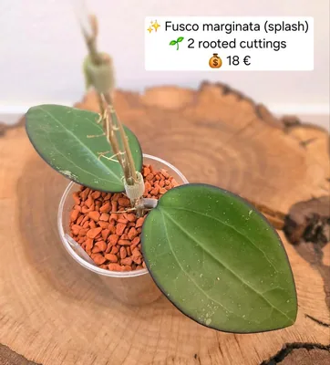 Hoya fusco Marginata (Splash)