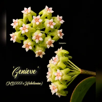 Hoya genieve (MB0001 x Nicholsoniae)