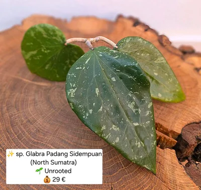 Hoya glabra Padang Sidempuan (North Sumatra)
