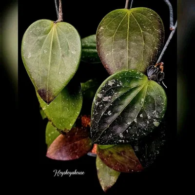 Hoya glabra RED / glabra Borneo