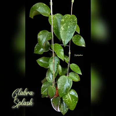 Hoya Glabra Splash