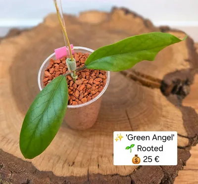 Hoya 'Green Angel'