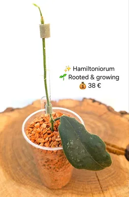 Hoya hamiltoniorum
