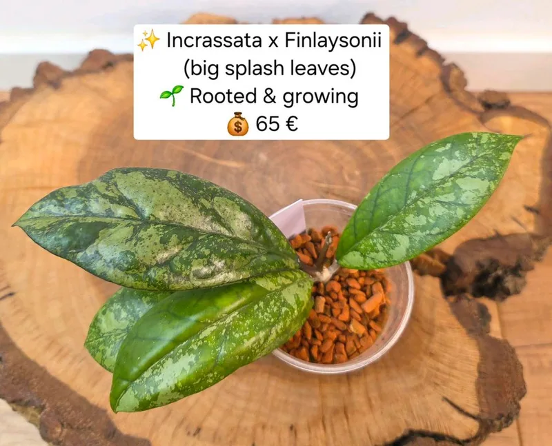 Hoya incrassata x Finlaysonii – Mutterpflanze