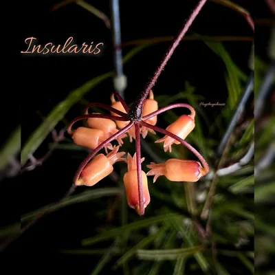 Hoya insularis