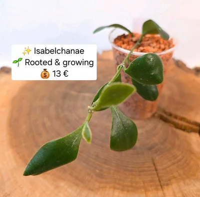Hoya isabelchanae
