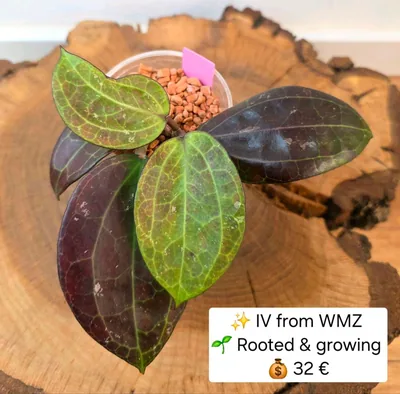 Hoya IV From WMZ