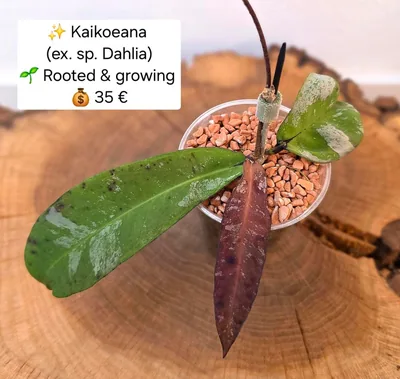Hoya kaikoeana (sp. Dahlia)