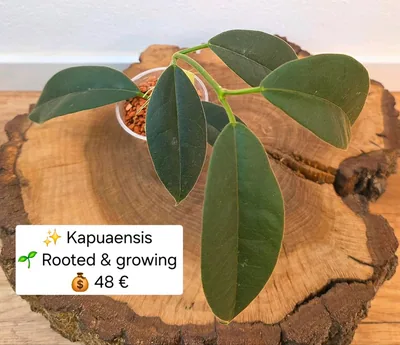 Hoya kapuaensis