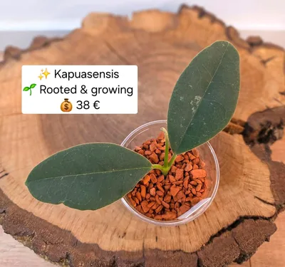 Hoya kapuasensis