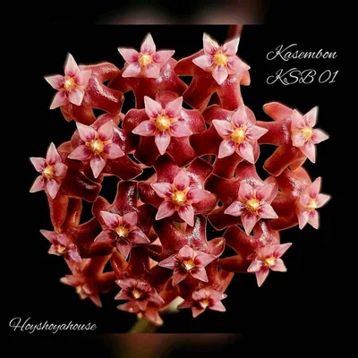 Hoya kasembon