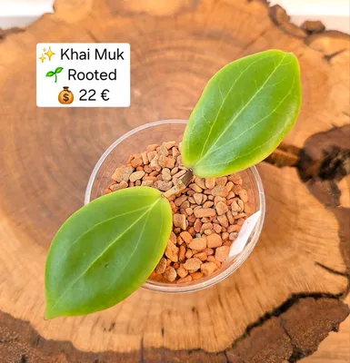 Hoya 'Khai MUK'
