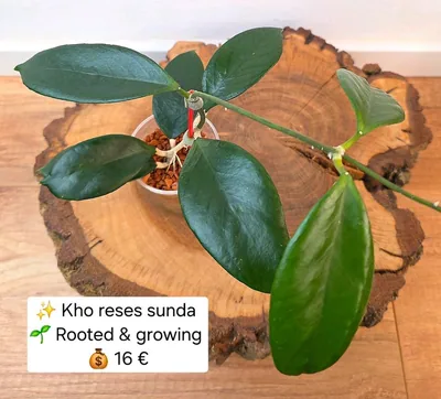 Hoya KHO Reses Sunda