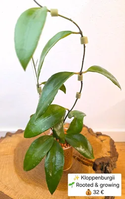 Hoya kloppenburgii
