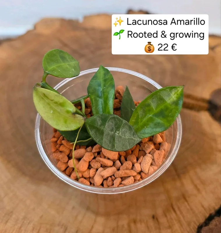 Hoya lacunosa Amarillo – Mutterpflanze