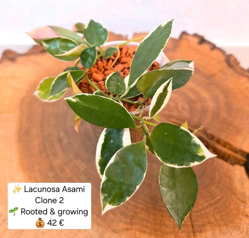 Hoya lacunosa Asami Clone 2 – Mutterpflanze