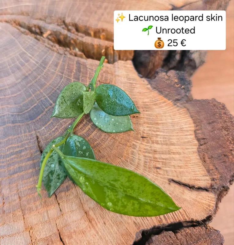 Hoya lacunosa Leopard Skin – Mutterpflanze
