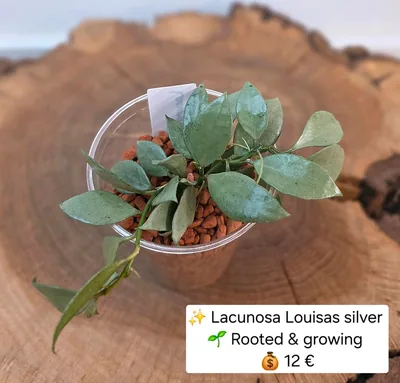 Hoya lacunosa Louisas / Louisa's Silver