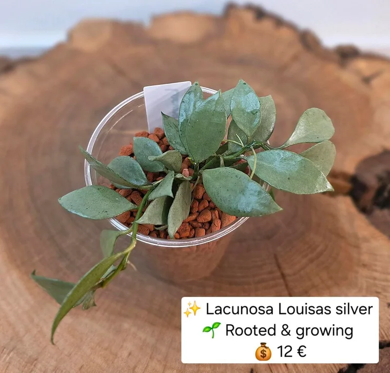 Hoya lacunosa Louisas / Louisa's Silver – Mutterpflanze