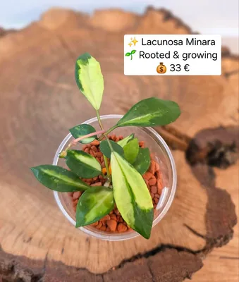 Hoya lacunosa Minara
