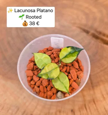 Hoya lacunosa Platano
