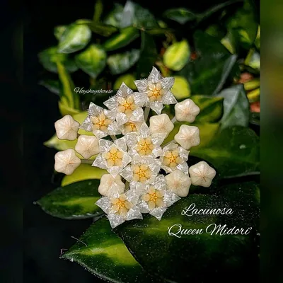 Hoya lacunosa Queen Midori