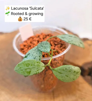 Hoya lacunosa Sulcata