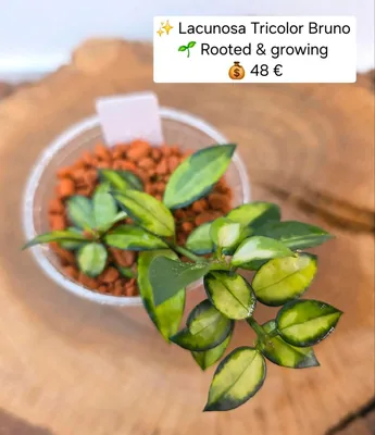 Hoya lacunosa Tricolor Bruno