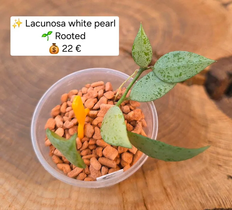 Hoya lacunosa White Pearl – Mutterpflanze