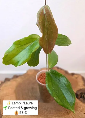 Hoya lambii 'Laura'