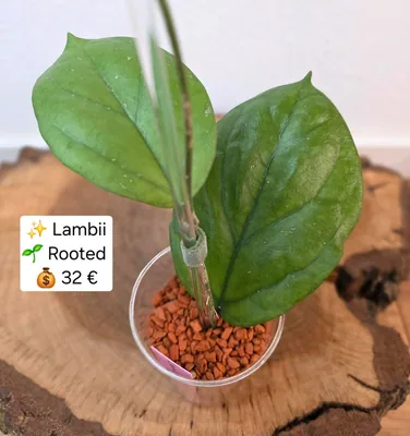 Hoya lambii