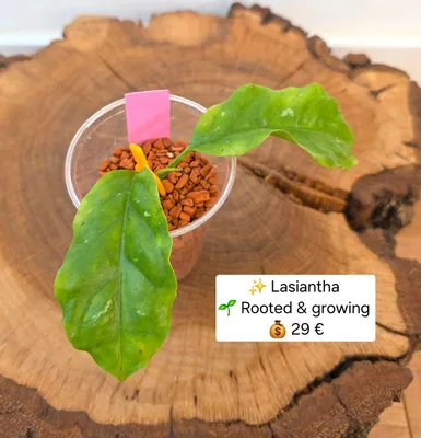Hoya lasiantha