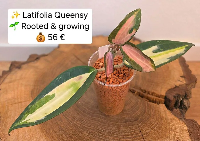 Hoya latifolia Queensy – Mutterpflanze