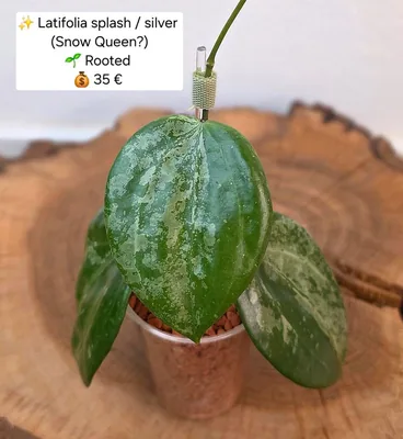 Hoya latifolia Splash / Silver (Snow Queen?)