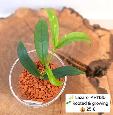 Hoya lazaroi AP1130