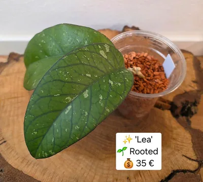 Hoya 'LEA'