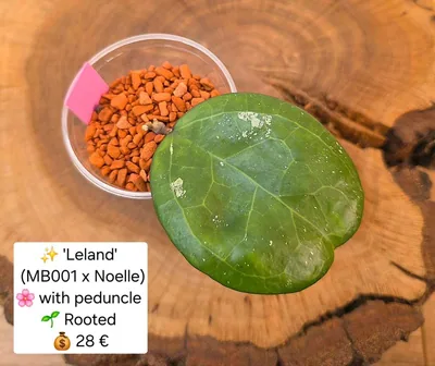 Hoya 'Leland' (MB001 x Noelle)
